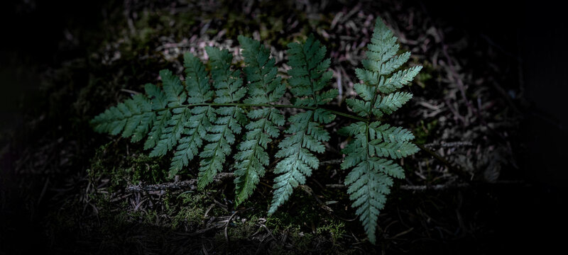 Close-up from green fern ( Polypodiaceae ) leaf in dark Black Forest - Plant forest background
