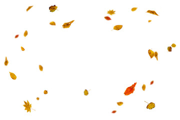 Bright autumn falling leaves on white background