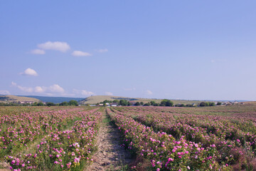 Fototapeta na wymiar Pink rose bushes field. Crimea landscape