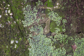 Green moss and lichen growing on the stone wall