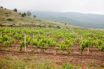 Fototapeta na wymiar Vineyard. Grape farm. Crimea nature landscape