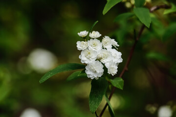 White flowers on a branch