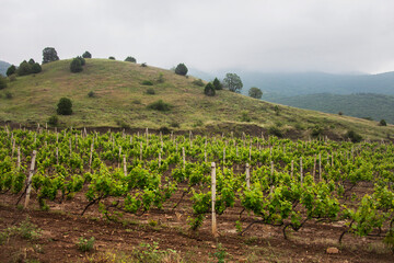 Fototapeta na wymiar Vineyard. Grape trees farm. Crimea landscape