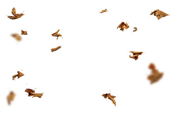 Dry autumn falling leaves on white background