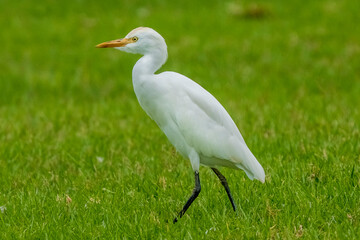 Cattle Egret Bubulcus ibis Costa Ballena Cadiz