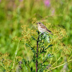 A juvenile whinchat (Saxicola rubetra) perched on a plant stem in lush meadow.
