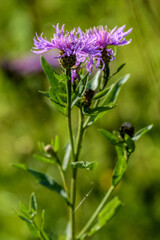 Bright pink flowers of blooming brown knapweed, Centaurea jacea. Selective focus with shallow depth of field.
