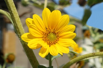 夏の終わりの風景可愛いミニヒマワリの花