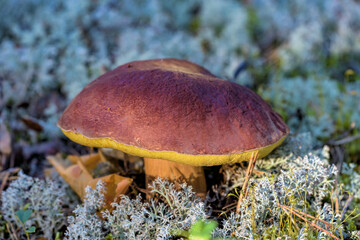 Close-up view to edible brown cap boletus growing in the moss in the coniferous forest.