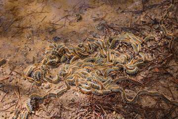 Tangle of caterpillars