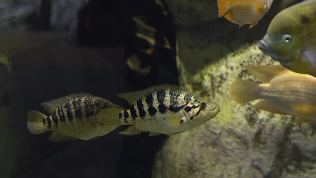 Beautiful cichlid fish. Tropical fish