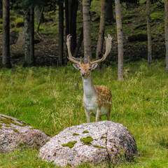 Fallow Deer buck (Dama dama) with growing antlers in beautiful pose on the edge of the forest in the natural habitat of mixed woodland and open grassland. Leningrad Oblast, Russia.