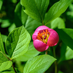 Close-up view of purple-red herbaceous scented flower of blooming Paeonia obovata, commonly known...