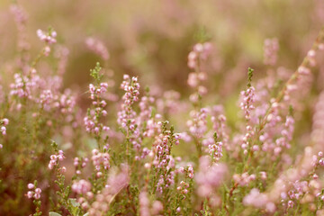 wild pink forest flowers