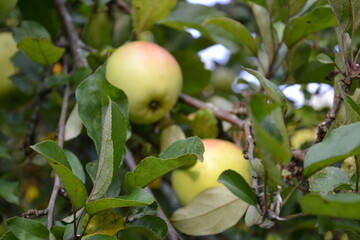 apples on a tree