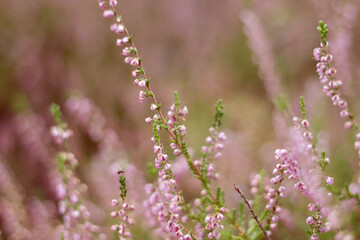 Fototapeta premium wild pink forest flowers
