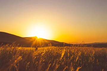 Fotobehang Oranje Meisje met lang haar draait in de natuur, omringd door een gouden weideveld en zonsondergang boven de horizon op de achtergrond.  © Evaldas