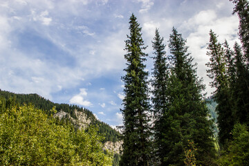 Beautiful Summer landscape with Picea schrenkiana forest, mountains and the cloudy blue sky