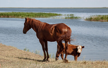 Cow and horse on the river bank