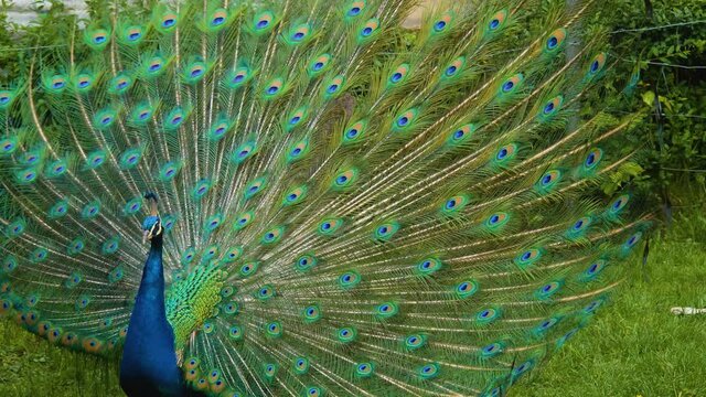 Close up view of peacock spreading his tail feathers