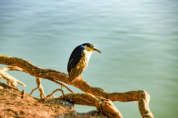 Night Heron Perched on a Branch