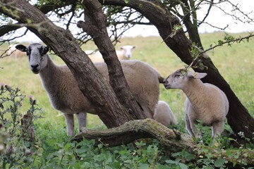 Female sheep sheltering in between trees with her young lamb by her side