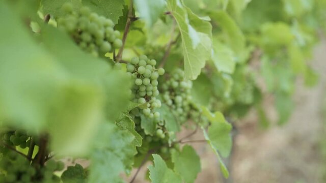 A bunch of young white grapes hanging on the vine in a vineyard