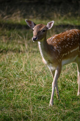 Deer in Sunlight