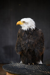 majestic Bald Eagle on dark Background