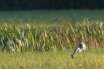 Grey heron fighting with large stoat or weasel