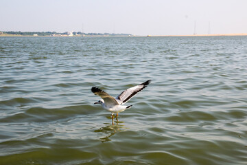 Heuglin's gull or Siberian gull, migrated siberian bird on ganges river Allahabad at prayag triveni sangam