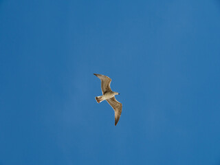 seagull flying in the port of getaria