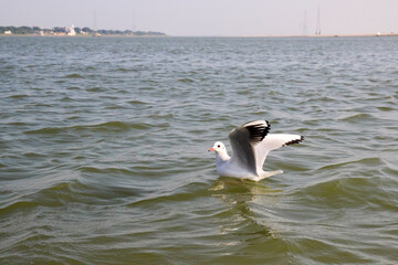 Heuglin's gull or Siberian gull, migrated siberian bird on ganges river Allahabad at prayag triveni sangam