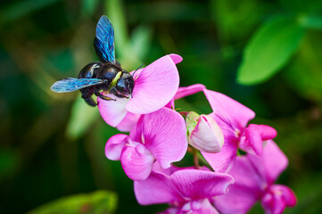 Carpenter bee (Xylocopa) on a vetch (Genus Vicia) in a garden.