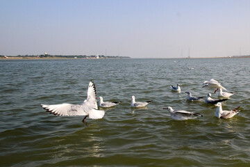 Heuglin's gull or Siberian gull, migrated siberian bird on ganges river Allahabad at prayag triveni sangam