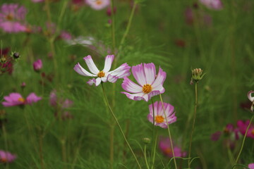 秋を感じさせる花コスモス
