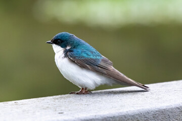 A Beautiful Blue Tree Swallow (Tachycineta bicolor) Perches on a Railing at John Heinz National Wildlife Refuge, Philadelphia, Pennsylvania, USA
