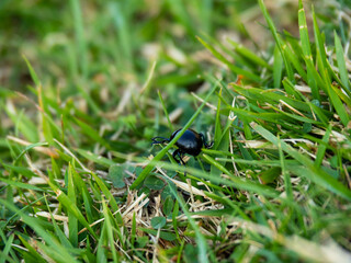 beetle hiding in the green grass
