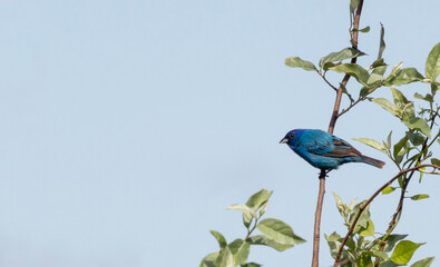Bright Blue Indigo Bunting (Passerina cyanea) Perches on a Branch Against a Blue Sky