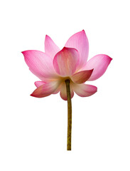 Obraz premium Lotus flower isolated on white background. File contains with clipping path so easy to work.