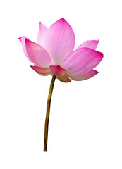 Lotus flower isolated on white background. File contains with clipping path so easy to work.
