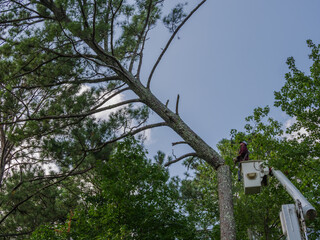 worker with chain saw on boom cutting and removing trees from yard