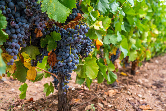cannonau grape cluster in the vineyard, Jerzu Sardinia, Italy