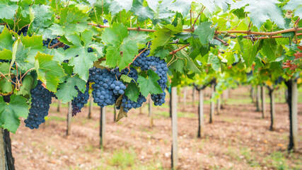 cannonau grape cluster in the vineyard, Jerzu Sardinia, Italy