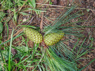 close up of immature green pine cones - Powered by Adobe