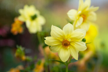 Obraz premium yellow dahlias in the garden