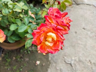 red rose in garden