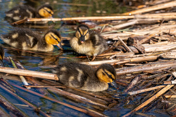 Mallard ducklings swimming amongst reeds in spring sunshine