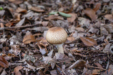 Fungi growing on forest floor