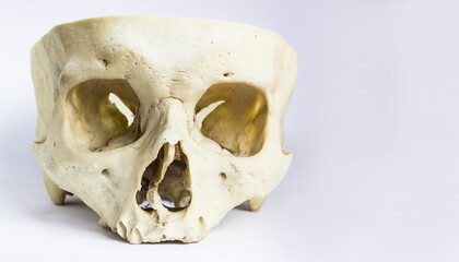 front view of human skull bone without the vault of the skull and mandible in isolated white background